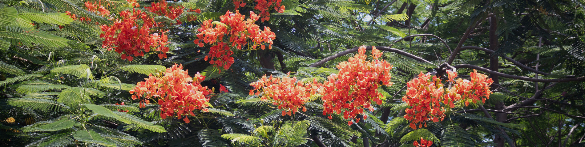 Crepe Jasmine - Introducing Our Plants Collection